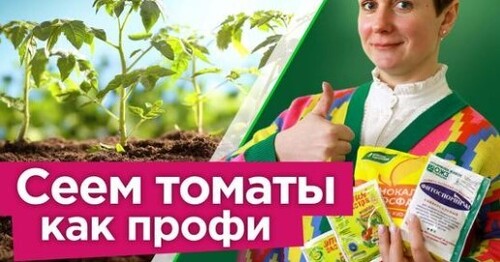 Пять шагов для защиты томатов от болезней, улучшения вкуса и урожайности