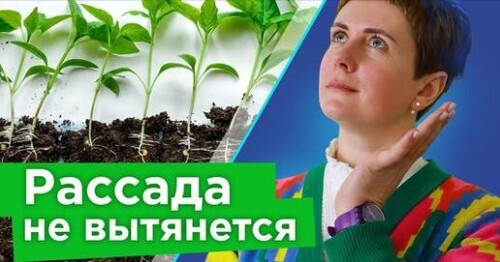 РАССАДА НИКОГДА НЕ ВЫТЯНЕТСЯ, если делать так! Как получить низенькую и толстенькую рассаду?