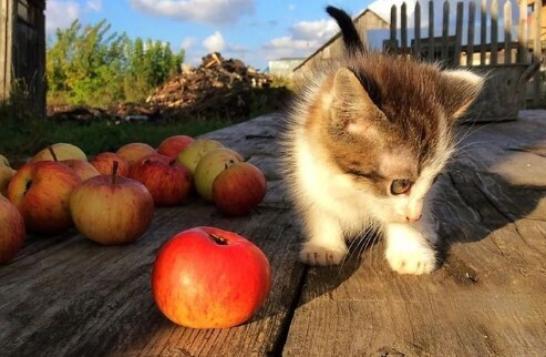 ХАОС В ЖИЗНИ