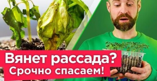 ВСЯ РАССАДА ПОГИБНЕТ за считанные дни от этих болезней! Страшные болезни рассады и как их избежать