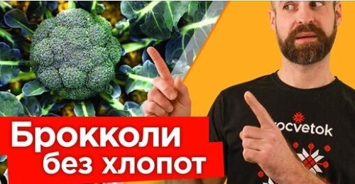 Делюсь секретами ОГРОМНОГО УРОЖАЯ БРОККОЛИ! Тонкости выращивания брокколи от посева до сбора урожая