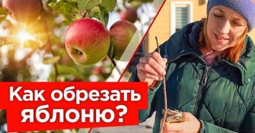 ФОРМИРУЕМ МОЛОДУЮ ЯБЛОНЮ ВЕСНОЙ! Пошаговая обрезка яблони от профессионала