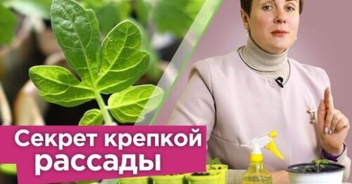 Полейте ЭТИМ РАССАДУ ПОСЛЕ ПИКИРОВКИ, такая подкормка увеличит урожай и не даст рассаде вытянуться!