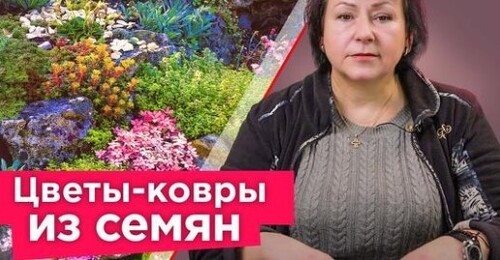 ХОТИТЕ КОВЕР ИЗ ЦВЕТОВ? Просто посейте эти растения! Растут быстро и не требуют особого ухода!