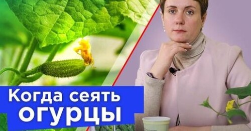 УЗНАЙТЕ ТОЧНЫЙ СРОК ПОСЕВА ОГУРЦОВ НА РАССАДУ! Хитрости посадки огурцов для раннего обильного урожая