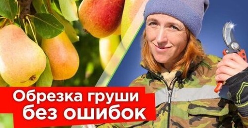 ОБРЕЗКА ГРУШИ ВЕСНОЙ: снижаем крону и увеличиваем урожайность! Простые приемы обрезки груши