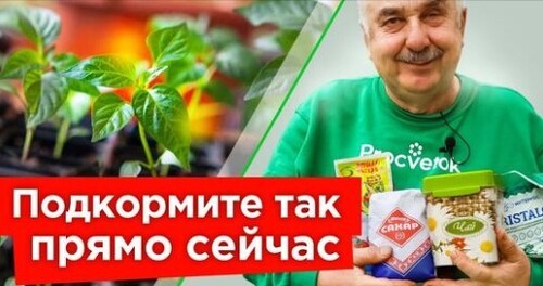 ХОТЯ БЫ РАЗ ПОДКОРМИТЕ РАССАДУ ЭТИМ, и она преобразится прямо на глазах!