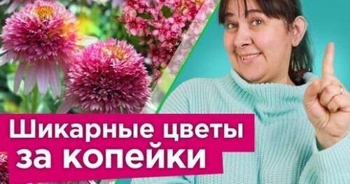 СТОЯТ КОПЕЙКИ, А ВЫГЛЯДЯТ НА МИЛЛИОН! Многолетники и кустарники, которые быстро преобразят ваш сад