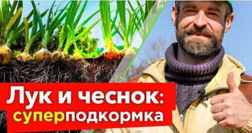 ПОДКОРМИТЕ ЧЕСНОК И ЛУК ВЕСНОЙ ЭТИМИ 2 ДЕШЕВЫМИ УДОБРЕНИЯМИ, и результат вас приятно удивит!