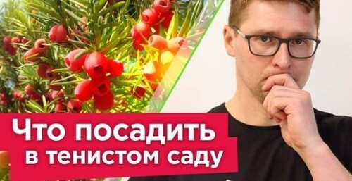 САМЫЕ КРАСИВЫЕ КУСТАРНИКИ ДЛЯ ТЕНИ! Порадуют цветением и яркой зеленью в любом уголке вашего сада