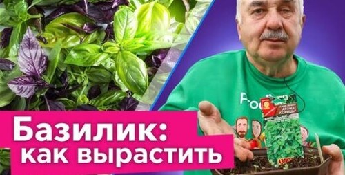 Как получить двойной урожай базилика без особых хлопот? Посейте на рассаду!