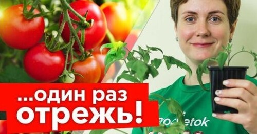 КАК ОСТАНОВИТЬ ВЫТЯГИВАНИЕ РАССАДЫ ТОМАТОВ? 