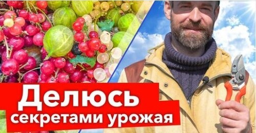 СДЕЛАЙТЕ ЭТО СО СМОРОДИНОЙ И КРЫЖОВНИКОМ В АПРЕЛЕ и будете собирать урожай крупных ягод ведрами