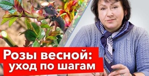 РОЗЫ ПРОСЫПАЮТСЯ: что необходимо срочно сделать? Реанимация и обрезка роз весной