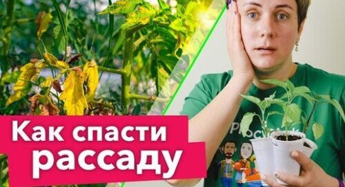 ОПАДАЮТ ЛИСТЬЯ НА РАССАДЕ ПЕРЦЕВ И ТОМАТОВ? Помогите ей быстро и эффективно!