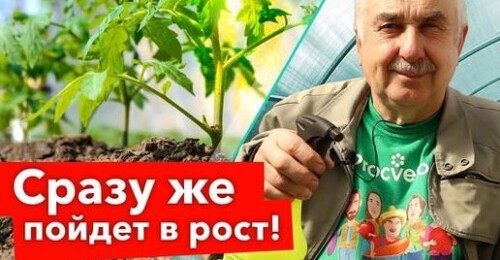 РАССАДА ОСТАНОВИЛАСЬ В РОСТЕ? Срочно сделайте так, и она мигом начнет расти!