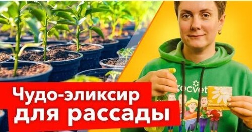 ЯНТАРНАЯ КИСЛОТА ДЛЯ СИЛЬНОЙ РАССАДЫ! Как правильно использовать янтарную кислоту для рассады?