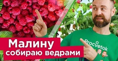 ХОТИТЕ КРУПНУЮ И СЛАДКУЮ МАЛИНУ? 