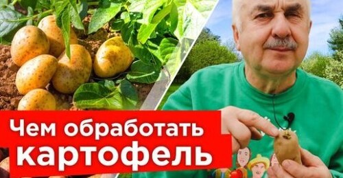 На моем КАРТОФЕЛЕ НЕТ НИ ЖУКОВ, НИ БОЛЕЗНЕЙ, а все потому что обрабатываю картофель до посадки так!