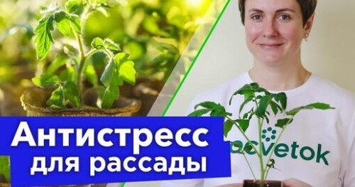 ПОЛЕЙТЕ ЭТИМ РАССАДУ ПЕРЕД ТЕМ, КАК ВЕЗТИ НА ДАЧУ! Отлично переживет переезд и быстро пойдет в рост