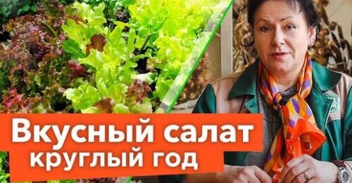 ВСЁ, ЧТО ВЫ ХОТЕЛИ ЗНАТЬ О САЛАТЕ И ДАЖЕ БОЛЬШЕ! Восхитительные сорта и секреты выращивания салата