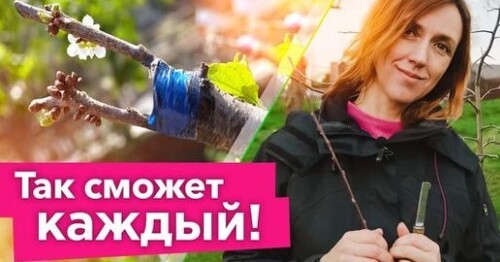 КАК СДЕЛАТЬ ПРИВИВКУ ПЛОДОВЫХ ВЕСНОЙ? Получится даже у новичка! Простой способ прививки деревьев