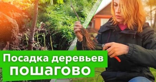 100% ПРИЖИВАЕМОСТЬ ПЛОДОВЫХ ДЕРЕВЬЕВ ПРИ ТАКОМ СПОСОБЕ ПОСАДКИ! Как посадить яблоню, грушу, черешню