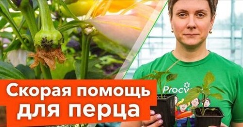 СПАСИТЕ ПЕРЦЫ ОТ ВСЕХ НАПАСТЕЙ! Диагностика перцев по внешнему виду и действенные решения проблемы