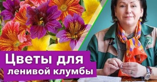 ТАКОЙ КРАСИВОЙ КЛУМБЫ БОЛЬШЕ НЕ БУДЕТ НИ У КОГО! Посейте эти неприхотливые цветы сразу в грунт в мае