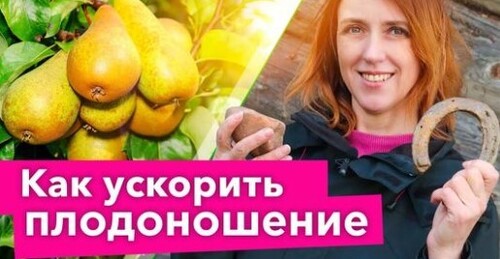 ГРУША БЫСТРО ЗАПЛОДОНОСИТ, если повесить на ветку этот предмет!