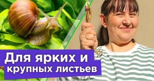 ПОДКОРМИТЕ ЭТИМ ХОСТЫ ВЕСНОЙ, чтобы кусты были пышные! Защита от слизней и посадка хост весной