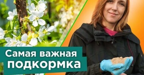 ПОДКОРМИТЕ ЭТИМ ЧЕРЕШНЮ, ВИШНЮ, СЛИВУ ВЕСНОЙ - все ягодки завяжутся, а деревья не будут болеть