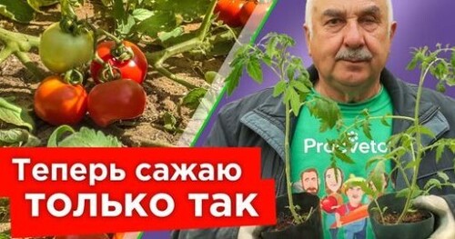 КОРНЯМИ НА ЮГ, МАКУШКОЙ НА СЕВЕР - сажайте только так переросшую рассаду томатов!