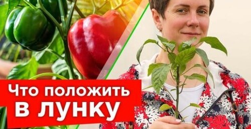 ПЕРЦЫ ЗАВАЛЯТ УРОЖАЕМ, ЕСЛИ УЧЕСТЬ ЭТИ 5 ВАЖНЫХ МОМЕНТОВ при посадке в теплицу и открытый грунт!