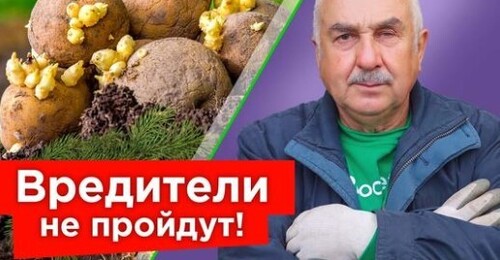 КИНЬТЕ ГОРСТЬ В ЛУНКУ ПРИ ПОСАДКЕ КАРТОФЕЛЯ, и вредители забудут дорогу в ваш огород!