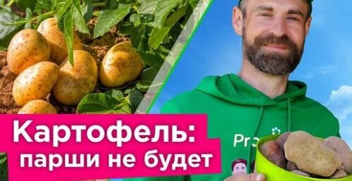 ЧТОБЫ КАРТОФЕЛЬ НЕ БОЛЕЛ ПАРШОЙ, СДЕЛАЙТЕ ТАК! Как избавиться от парши картофеля?