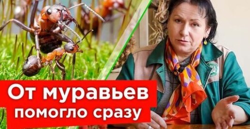 МУРАВЬИ БОЯТСЯ ЭТОГО КАК ОГНЯ! Эффективные способы борьбы с муравьями: от народных до тяжелой химии