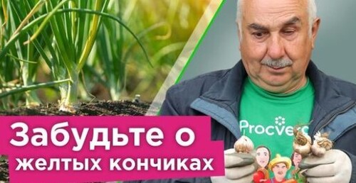 ПОЖЕЛТЕЛ ЧЕСНОК? Сделайте так, и он быстро станет изумрудно-зеленым!