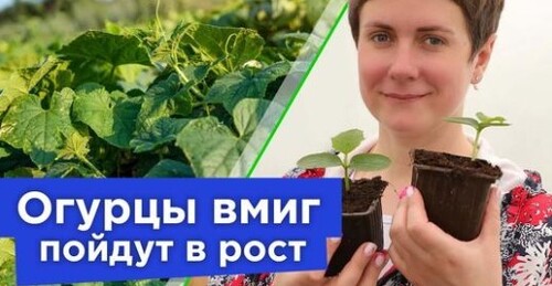 ЛЮБИМЫЕ УДОБРЕНИЯ РАССАДЫ ОГУРЦОВ! Полейте этим всходы огурцов и они мигом пойдут в рост