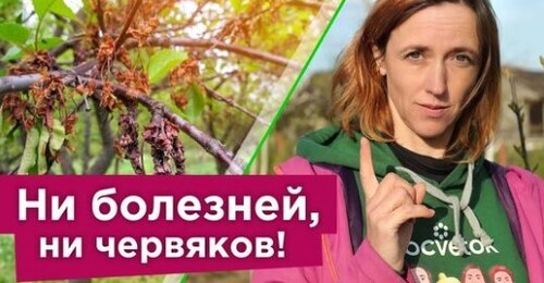 СРОЧНО ОБРАБОТАЙТЕ ВИШНЮ И ЧЕРЕШНЮ ОТ БОЛЕЗНИ, КОТОРАЯ “СЖИГАЕТ” ДЕРЕВЬЯ В МОМЕНТ!