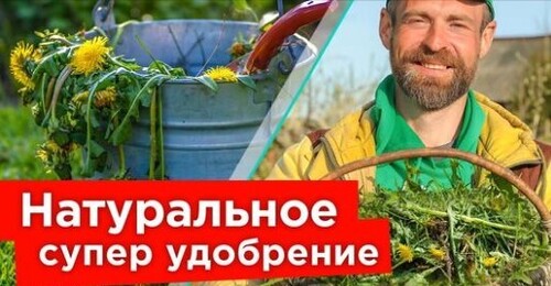 ЛУЧШЕ НАВОЗА И БЕСПЛАТНО! Как сделать ценное удобрение из сорняков своими руками?