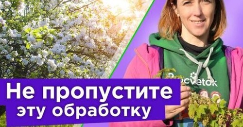 ЦВЕТУТ САДЫ? Обязательно обработайте БОРОМ правильно, и пустоцветов не будет!