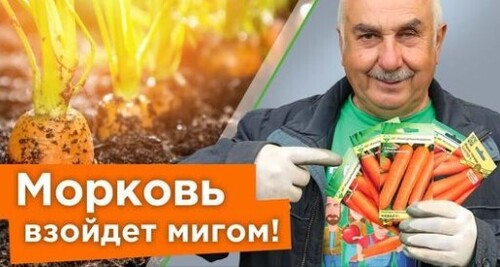 БЫСТРЫЕ И ДРУЖНЫЕ ВСХОДЫ МОРКОВИ БЕЗ ПРОРЕЖИВАНИЯ! Агроном поделился хитростью при посеве моркови