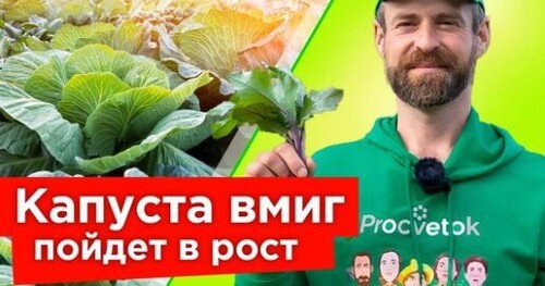 КАПУСТА БУДЕТ РАСТИ КАК СУМАСШЕДШАЯ! Первая подкормка капусты и другие секреты выращивания