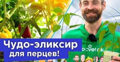 ПЕРЕЦ НЕ РАСТЕТ И ЖЕЛТЕЕТ? Пора ему помочь! Натуральная и бесплатная подкормка для быстрого роста