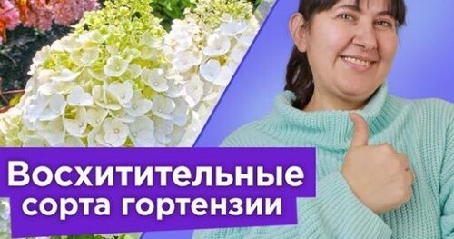 10 СОРТОВ ГОРТЕНЗИИ МЕТЕЛЬЧАТОЙ, КОТОРЫЕ ПОКОРЯТ ВАШЕ СЕРДЦЕ! Самые красивые сорта гортензии