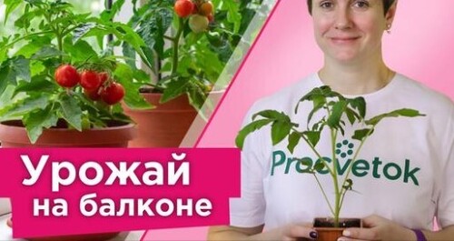 ТОМАТЫ НА ПОДОКОННИКЕ? ЛЕГКО! Все секреты выращивания томатов в горшках!