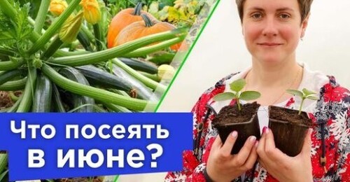 УСПЕЙТЕ ПОСЕЯТЬ В ИЮНЕ! Какие овощи дадут отличный урожай при посеве в июне, а какие лучше не сеять