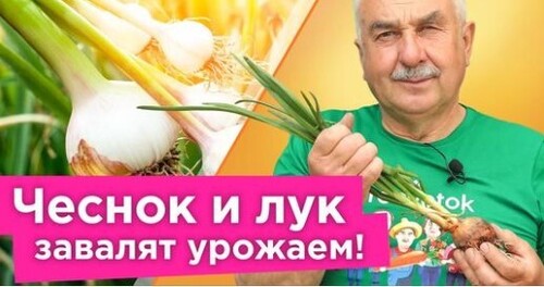 ПОЛЕЙТЕ ТАК ЧЕСНОК И ЛУК В ИЮНЕ для крупных головок и длительного хранения