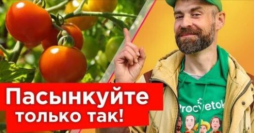 КУСТЫ ТОМАТОВ БУДУТ ЛОМИТЬСЯ ОТ ПЛОДОВ! Обязательно удалите эти побеги, как только увидите!